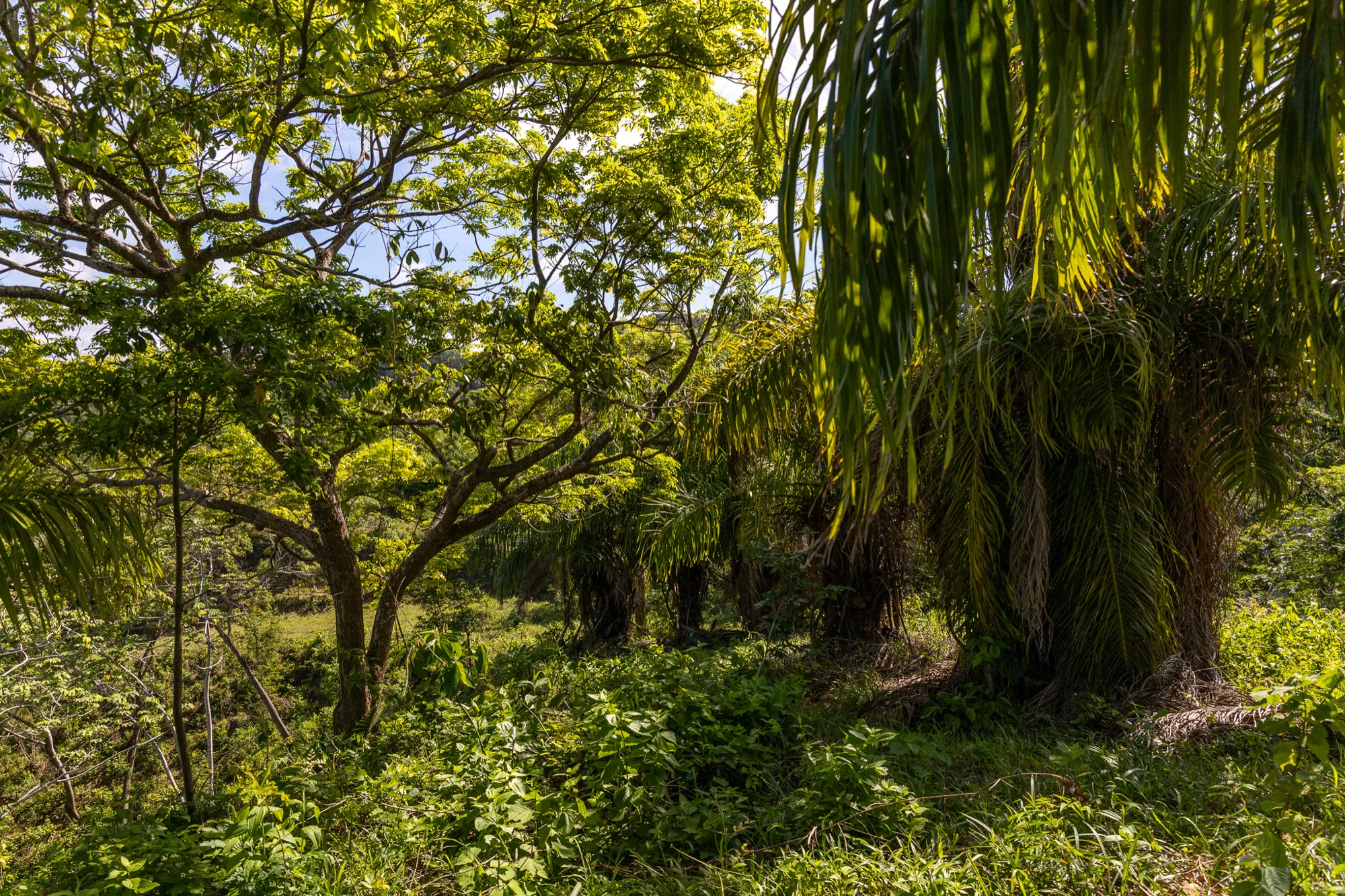 Corozal Reef Heights — 7.5 Acres — exterior photo 15 of 32